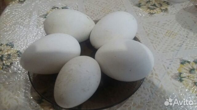 Продам гусиное яйцо на инкубацию купить на Зозу.ру - фотография № 3