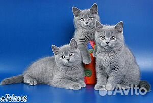 Британские котята классического окраса купить на Зозу.ру - фотография № 4