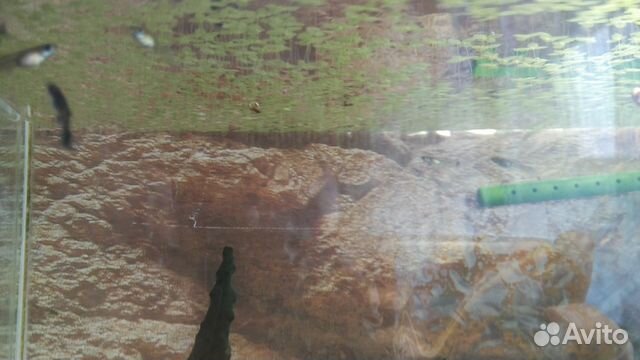 Рыбки Гуппи, живые аквариумные растения купить на Зозу.ру - фотография № 3