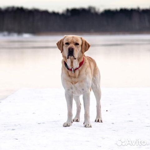 Лабрадор-Ретривер кобель для вязки