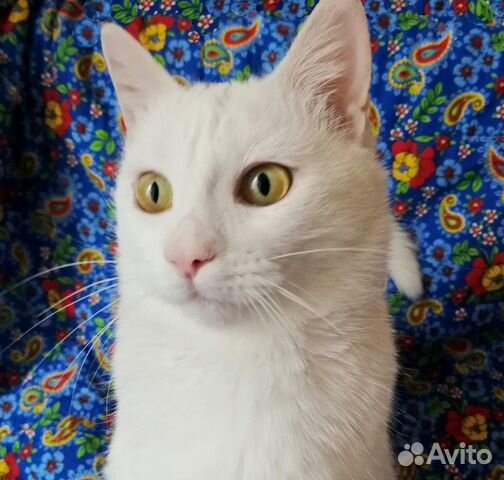 Глазастая, белая кошка Шами в хорошие руки купить на Зозу.ру - фотография № 2