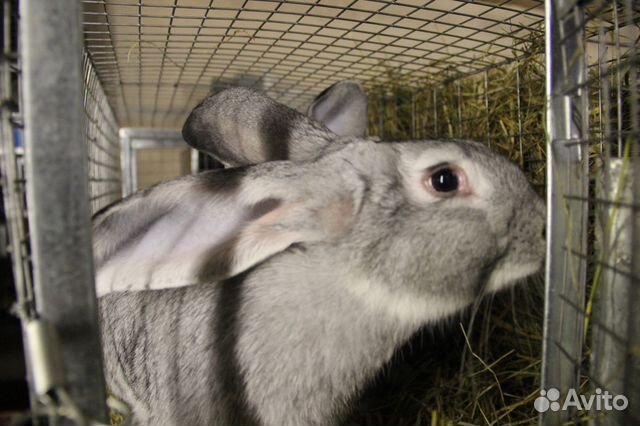 Кролики, мясных пород купить на Зозу.ру - фотография № 3