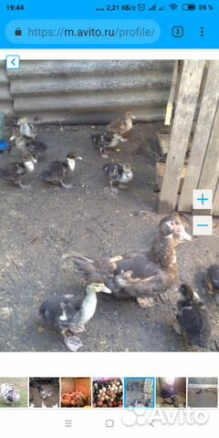 Индоутки (мускусные утки) семья купить на Зозу.ру - фотография № 1