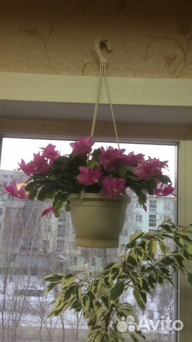 Декабрист оранжевый и розовый и белый и жёлтый