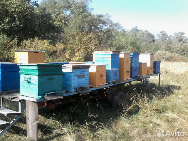 Продам пчеловодческий инвентарь купить на Зозу.ру - фотография № 2