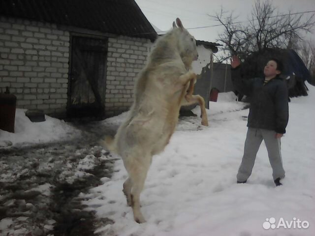 Продаются козлята Зааненской породы с родословной купить на Зозу.ру - фотография № 3