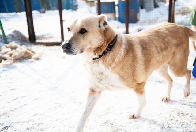 Ларсен хочет домой, собака из приюта в добрые руки купить на Зозу.ру - фотография № 1