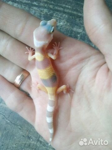 Leopard Gecko är