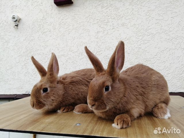 порода кроликов калифорниец. карликовый рекс кролик. горбатка. маленькие кролики. кролик рэкс карликовый.
