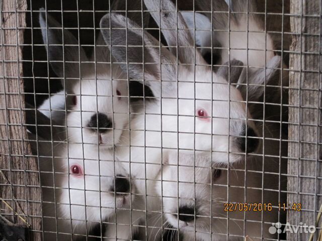 Продам кроликов возраст 4 месяца живых или мясом