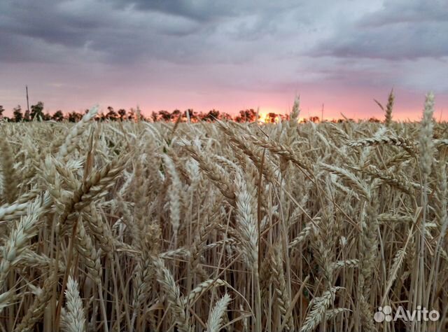 Ячмень,пшеница и семечка купить на Зозу.ру - фотография № 1