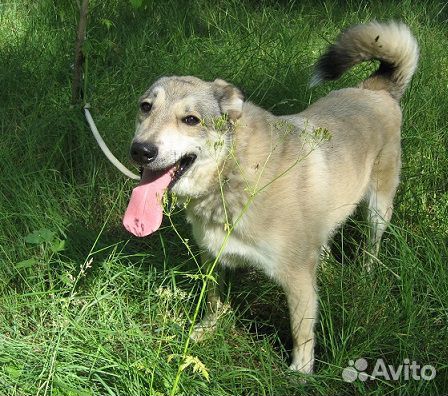 Бутон: пес - цветок купить на Зозу.ру - фотография № 8