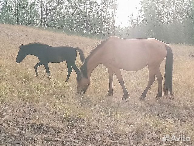 Купить Годовалого Жеребенка Цена В Оренбурге