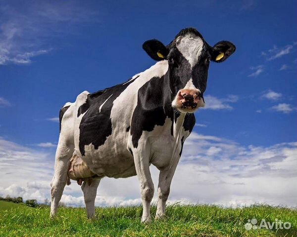 Беременные коровы породы" голштинская " купить на Зозу.ру - фотография № 3