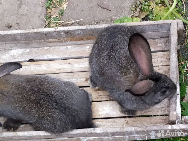 Крольчата серый великан кролики купить на Зозу.ру - фотография № 2