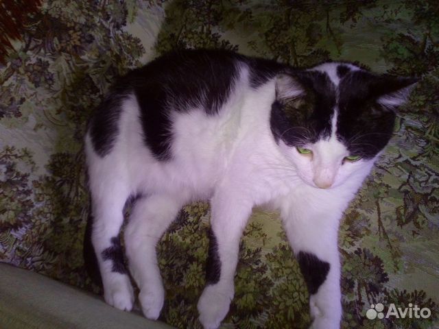 Кот в добрые руки