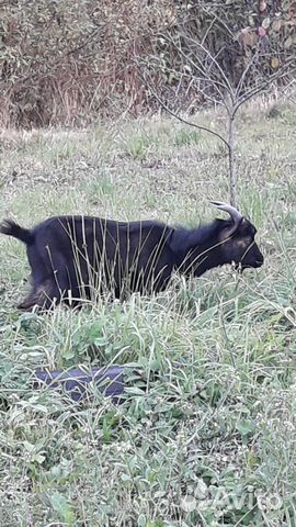 Камерунский козел купить на Зозу.ру - фотография № 2