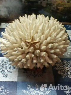 Коралл океанический натуральный