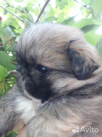 Малыш пекинес