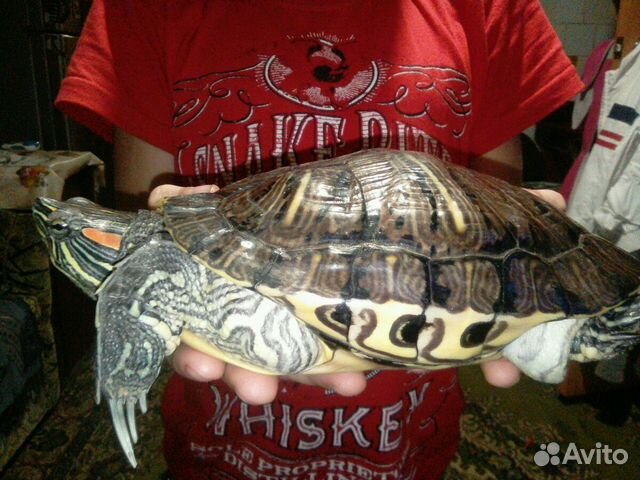 Огромная черепаха, аквариум в сборе-обмен купить на Зозу.ру - фотография № 2