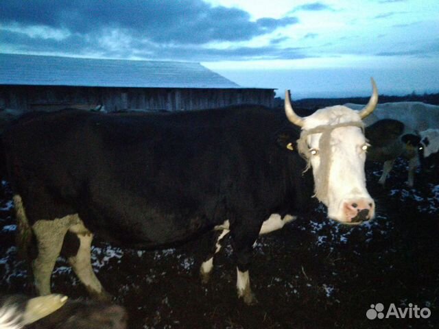 Стельные коровы купить на Зозу.ру - фотография № 3
