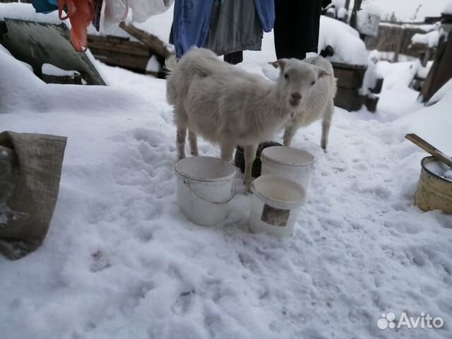 Продам молочных коз купить на Зозу.ру - фотография № 1