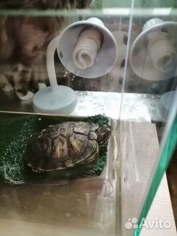 Краснаухая черепаха купить на Зозу.ру - фотография № 1