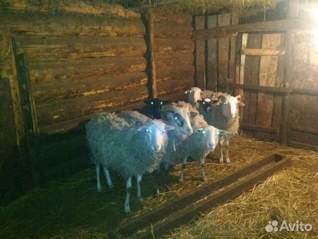 Тёлки,Овцы,Хрюшки мангалицы купить на Зозу.ру - фотография № 6