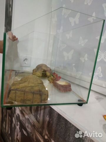 Стеклянный аквариум(террариум) Стеклянный аквариум(террариум)