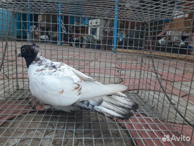 Продажа голубей купить на Зозу.ру - фотография № 6