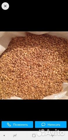 Озимая пшеница урожай 2019 г купить на Зозу.ру - фотография № 1