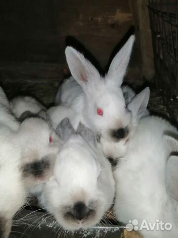 Кролики калифорнийские 1-2 месяца купить на Зозу.ру - фотография № 4