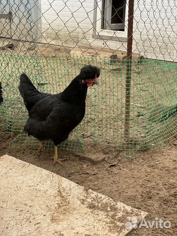 Инкубационные яйца,цыплята купить на Зозу.ру - фотография № 9