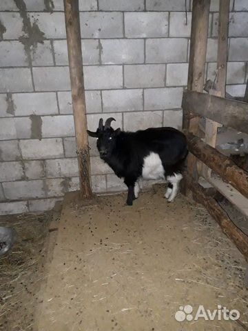 Животные, чёрные русские козы купить на Зозу.ру - фотография № 7
