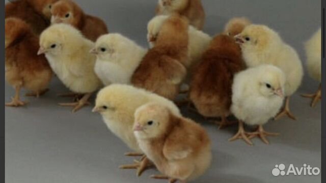 Цыплята, инкубационное яйцо, индюшата, петухи,куры купить на Зозу.ру - фотография № 1