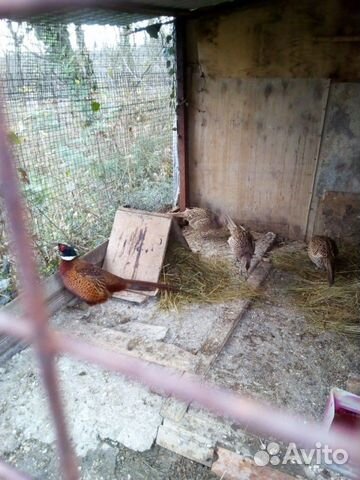 Семья фазанов купить на Зозу.ру - фотография № 3