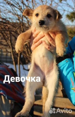Озорные щенки в добрые руки купить на Зозу.ру - фотография № 8