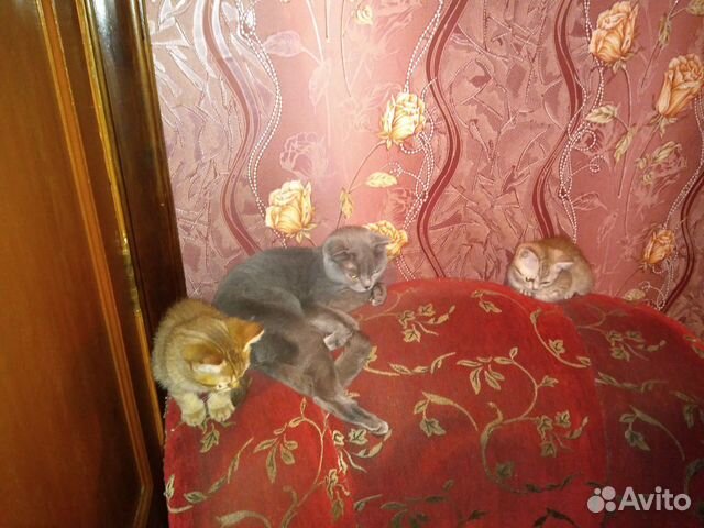 Шотландские котята и мама купить на Зозу.ру - фотография № 1