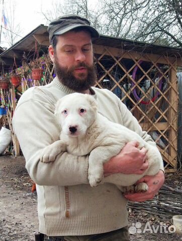 Среднеазиатская овчарка щенки алабая купить на Зозу.ру - фотография № 5