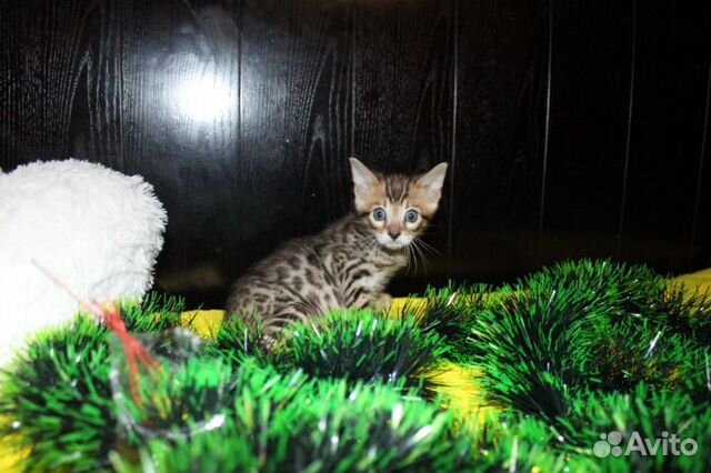 Бенгальские котята, рождены 10.12.19-резерв купить на Зозу.ру - фотография № 8