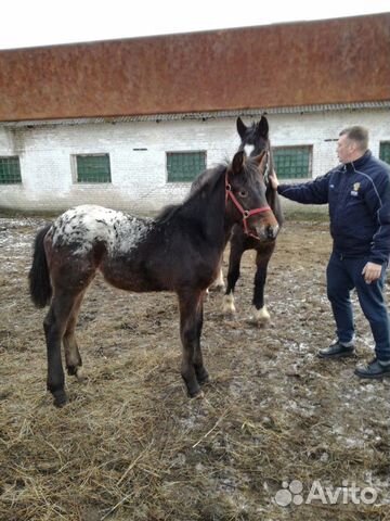 Лошадь 6 месяцев купить на Зозу.ру - фотография № 3