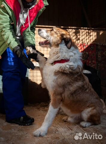Большой щенок Христофор ищет домишко купить на Зозу.ру - фотография № 7