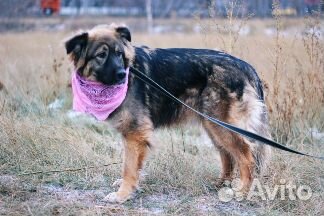 Пушистая собака в дар купить на Зозу.ру - фотография № 2