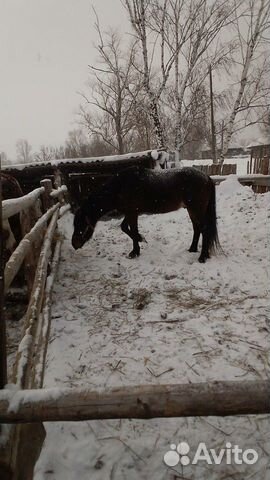 Лошадь и жеребец купить на Зозу.ру - фотография № 5