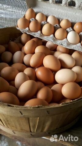 Инкубационное яйцо куры купить на Зозу.ру - фотография № 1
