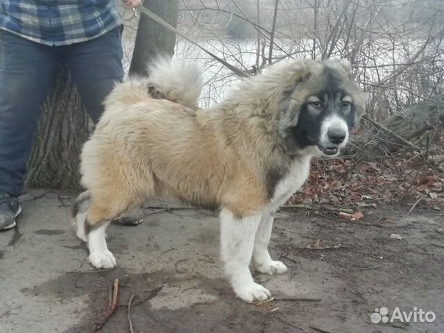 Купить Кавказского Щенка В Екатеринбурге