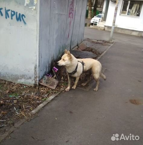 Собака с разными глазами ищет дом купить на Зозу.ру - фотография № 3