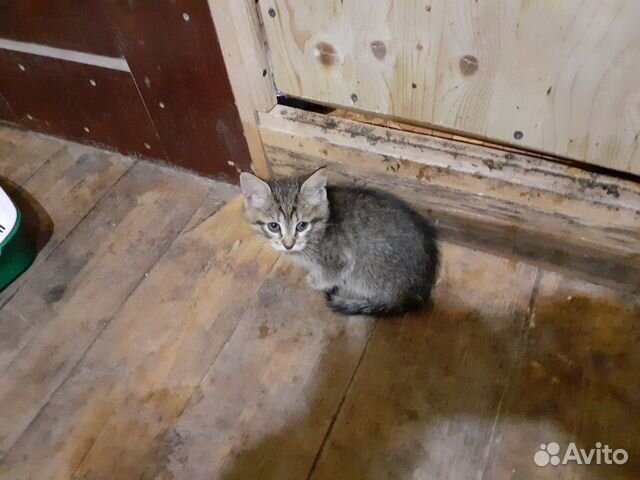Котята купить на Зозу.ру - фотография № 10
