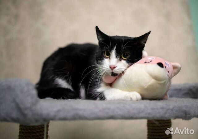 Стерелизованная кошечка в дар Стерелизованная кошечка в дар
