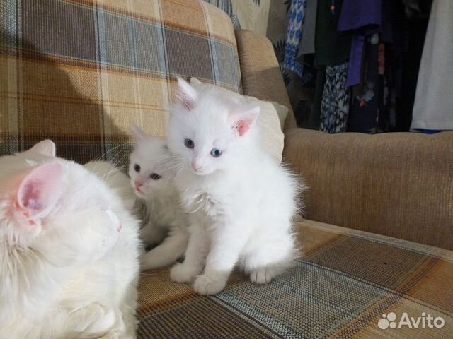 Белые котята в добрые руки купить на Зозу.ру - фотография № 8